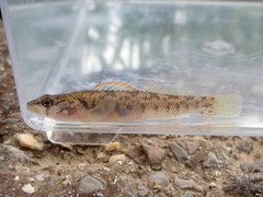 Etheostoma smithi