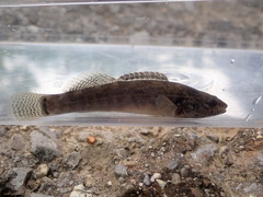 Etheostoma crossopterum