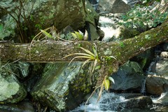 Mormodes
