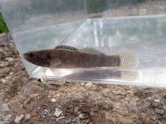 Etheostoma crossopterum