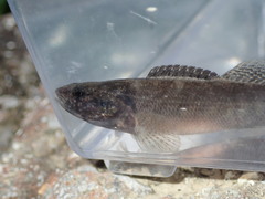 Etheostoma crossopterum