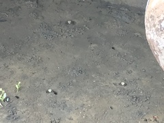 Ocypodidae