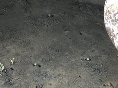 Ocypodidae
