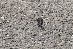 Hipparchia statilinus