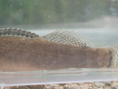Etheostoma crossopterum