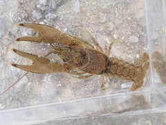 Faxonius kentuckiensis