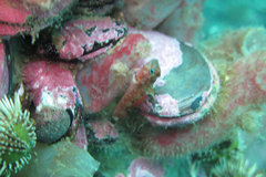 Helcogrammoides cunninghami