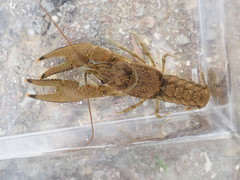 Faxonius kentuckiensis