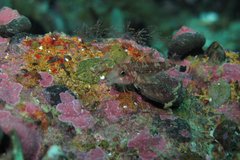 Helcogrammoides cunninghami