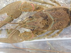 Faxonius kentuckiensis