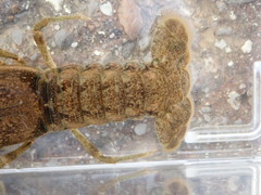 Faxonius kentuckiensis