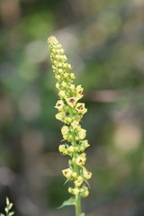 Verbascum alpinum