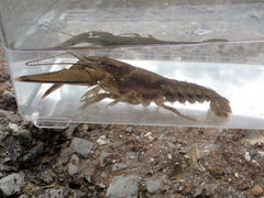 Faxonius kentuckiensis