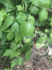 Vitis