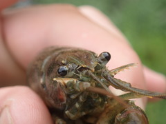 Faxonius kentuckiensis