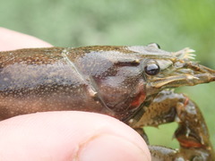 Faxonius kentuckiensis