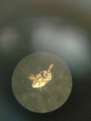 Ptiliidae