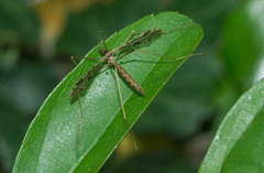 Epiphragma imitans