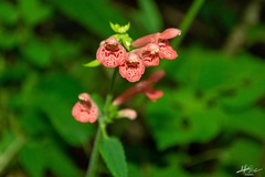 Stachys coccinea