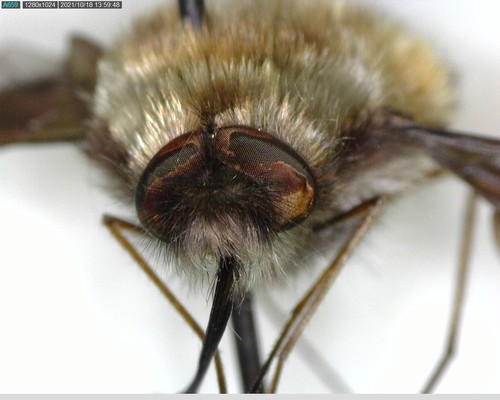 iNaturalist observation photo of Greater Bee Fly