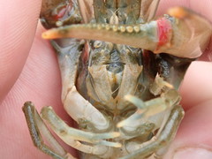 Faxonius kentuckiensis