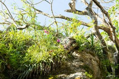 Barkeria scandens