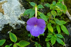 Achimenes longiflora