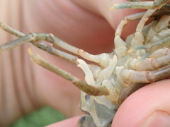 Faxonius kentuckiensis