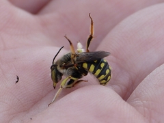Anthidium loti