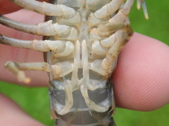 Faxonius kentuckiensis