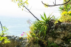 Barkeria scandens