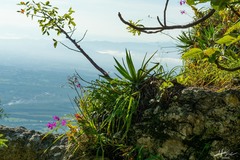 Barkeria scandens