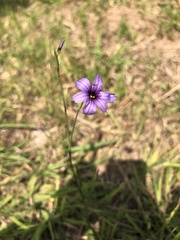 Sisyrinchium chilense