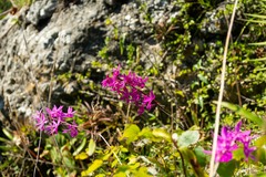Barkeria scandens