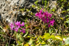 Barkeria scandens