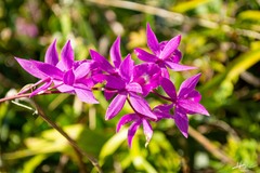 Barkeria scandens