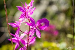 Barkeria scandens