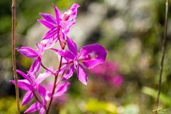 Barkeria scandens