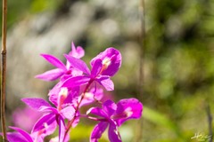 Barkeria scandens