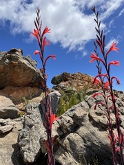 Watsonia vanderspuyae