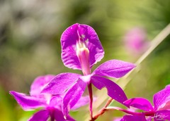 Barkeria scandens