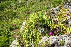Barkeria scandens
