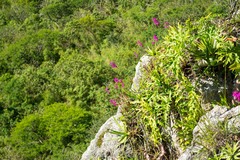 Barkeria scandens