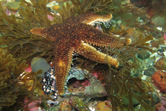 Anasterias antarctica