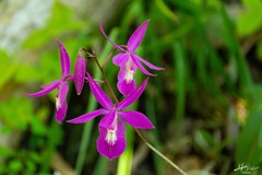 Barkeria scandens