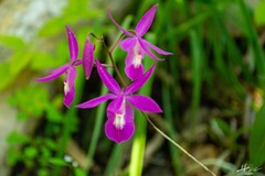 Barkeria scandens