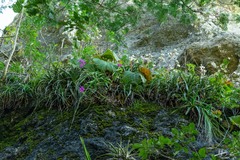 Barkeria scandens