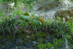 Barkeria scandens