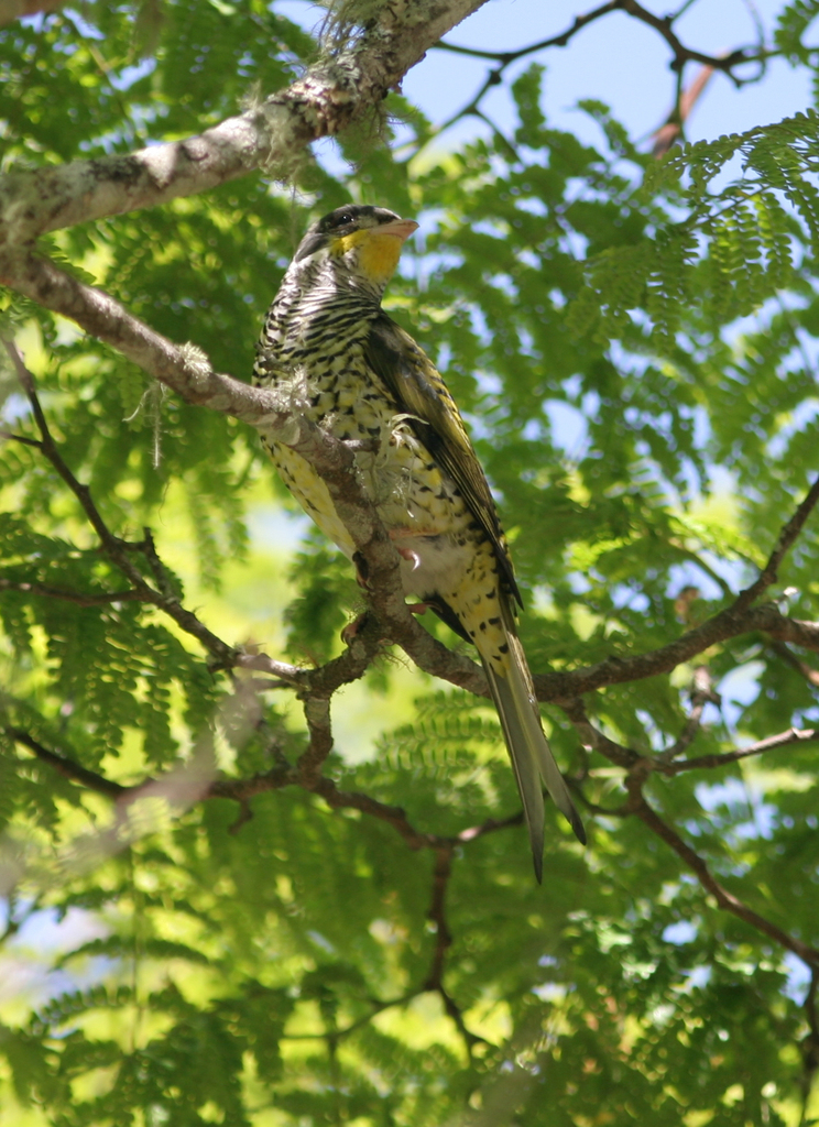 Swallow-tailed Cotinga