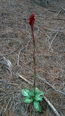 Stenorrhynchos albidomaculatum